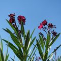 Dernières fleurs de lauriers