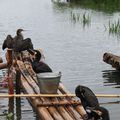 CHINE - YANGSHUO -11- Pêche aux cormorans