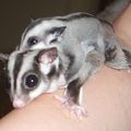 Sugar Glider