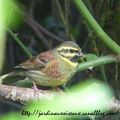 Le Troglodyte mignon retrouve le Jardin !