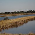 Marais du Douhet - Saint Georges d'Oléron (Charente-Maritime)
