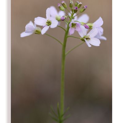 LA CARDAMINE  (cardamine pratensis)