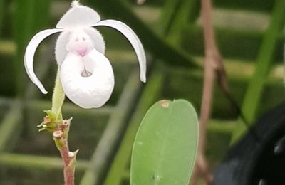 Orchid nursery et Yi Pengen