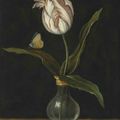 Balthasar van der Ast (Middelburg ?1593/4-1657 Delft), The ‘Zomerschoon’ tulip