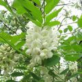 Madeleine de Proust ou Beignets de fleurs d'Acacia