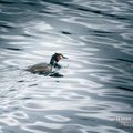 Grèbe huppé (Podiceps cristatus - Great Crested Grebe)