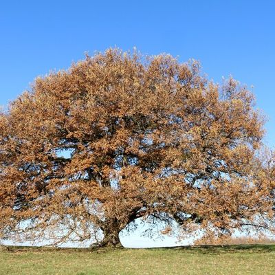Arbre sacré chêne Tombeboeuf 47380