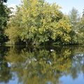 Sur le quai d'Auchel à Rennes le 2 octobre 2016