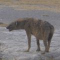 toujours Amboseli