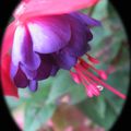 Fuschia # 1