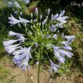 Le bleu des agapanthes