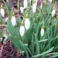 Elles sont là... et le printemps bientôt suivra...