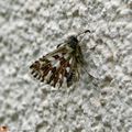 Les chenilles de ce petit papillon s'enroulent dans les feuilles