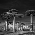 Quelques-uns des plus grands, plus rares et plus vieux arbres de la planète
