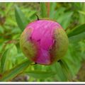 Le temps des pivoines&hellip; et d&rsquo;ouvrir les fen&ecirc;tres&hellip;