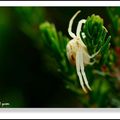 THOMISIDAE(araignee crabe)