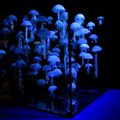   méduses en lumière noire installation dans un cube de 2m