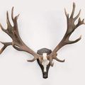 Cerf (cervus elaphus).