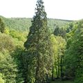 Arbres et haies remarquables (2ème partie)