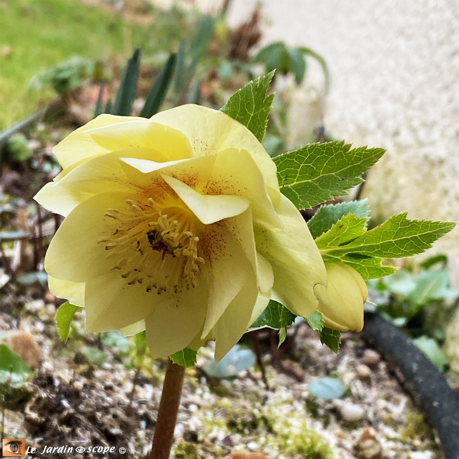 Hellébore hybride • Helleborus hybridus