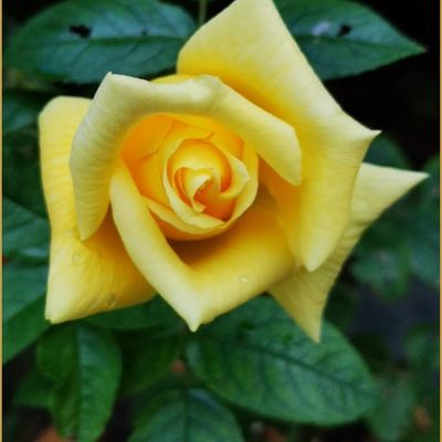 Mes fleurs du dimanche