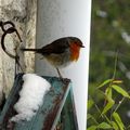 Oiseaux du Jardin - Garden Birds 