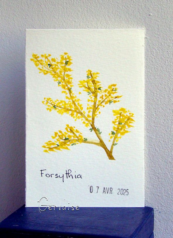 19 Forsythia