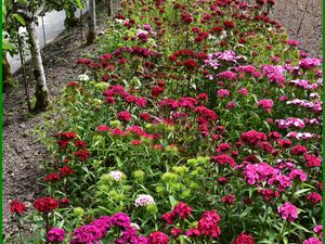 Les jardins perdus d'Heligan en Cornouailles anglaises