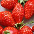 Bientôt un tutoriel image par image : les gariguettes, fraises du Périgord