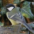 La Mésange Charbonnière de Judith, 18e inscrite