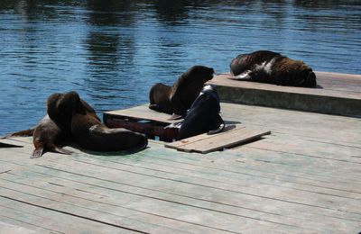 Valdivia... Un aperçu du Sud du Chili !!