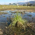 Plantes aquatiques en friche industrielle