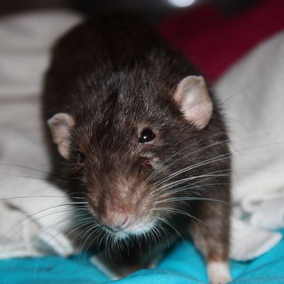 Bandit, le ratou ours