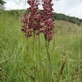 Anacamptis Coriophora subsp Fragrans - Orchis Parfumé