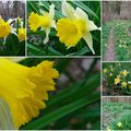 jonquilles