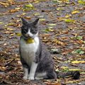 Beaucoup de chats croisés ce jour là... C'était