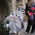 Vampire sweats and cuddly lemurs