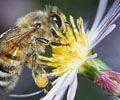 Sauvez les abeilles (et beaucoup d'autres être vivants) des pesticides!