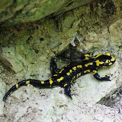 La salamandre et la sorcellerie 
