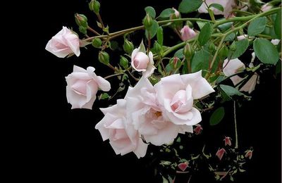 Un dimanche à l'eau de rose