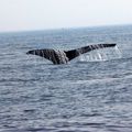 Baleines, Baie de Fundy