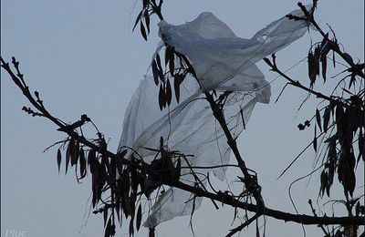 Delhi interdit les sacs plastiques