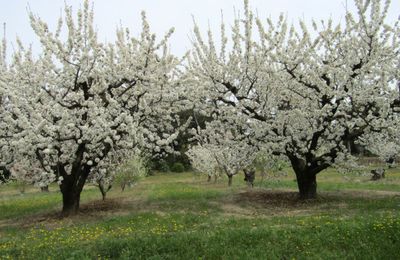 Cerisiers blancs et pommiers roses