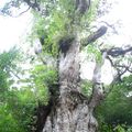 Le plus vieil arbre du Japon, le Jomon Sugi