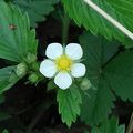 Le Fraisier des bois (Fragaria vesca)