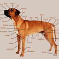 Morphologie du chien