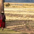 Le quinoa, l'or controversé des Andes