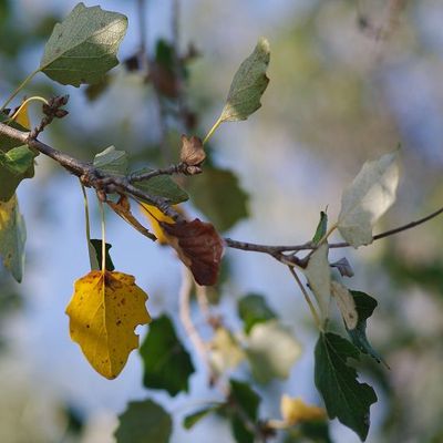 L'été est fini / Summer is over