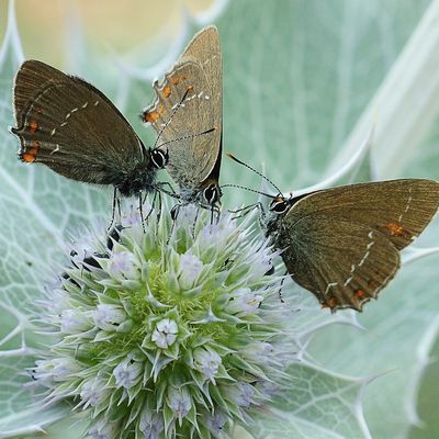 LA THECLA DE L'YEUSE(satyriumilicis)