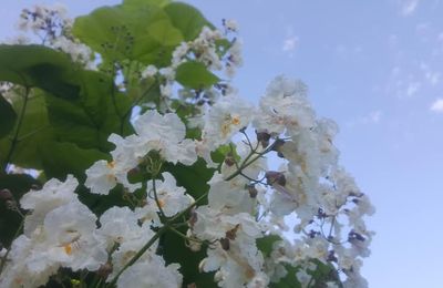 FLEURS DE CATALPA...